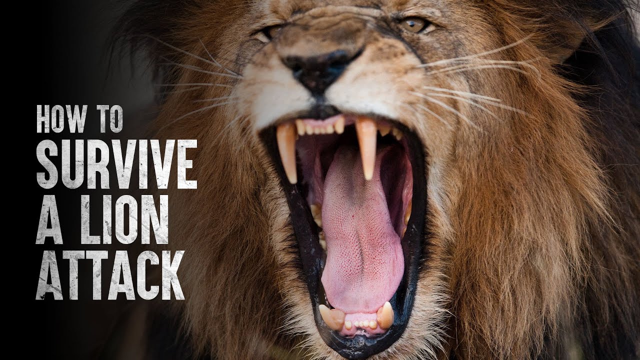 How To Survive A Lion Attack - YouTube