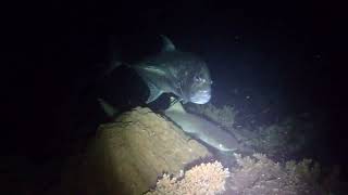 白鰭鯊 \u0026 珍鰺 Whitetip reef shark \u0026 Giant Trevally