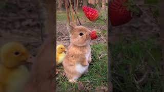 КРОЛИК ЕСТЬ КЛУБНИКУ🐇🍓🍓🍓🍓🍓🍓🍓🍓