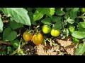 growing tomato using vermicast.Free from chemical fertilizer, insecticides and fungicides.