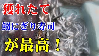 ★底建て網漁代打船長★「獲れたて魚で本日の賄い！]獲れたて鰯での握り寿司は超～最高。＃底建て網 #イワシ #広福丸