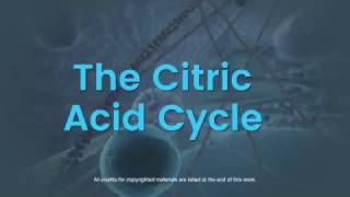 Citric Acid Cycle