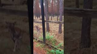 AMAZING RUSSIAN DAPPLED DEER‼ #zoo #zoopark #deer #horse #animalsounds #shorts #shortsvideo