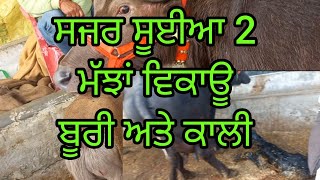 ਸਜਰ ਸੂਈਆ 2 ਮੱਝਾ ਵਿਕਾਊ  ਬੂਰੀ ਅਤੇ ਕਾਲੀ