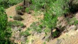 Cyprus mouflon (Ovis orientalis orientalis)