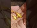 ikan guppy gold harganya kaya emas🤭🤭 #guppycendolan #banjarnegara #viral #fypシ