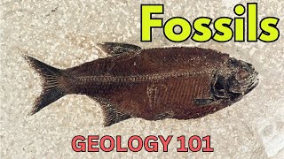 Geology 101 with Willsey, Episode #21: Fossils