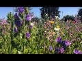 warneford wildflower meadow 2018