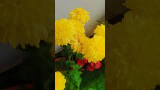 Beautiful guldaudi flower ❤️👌🌿🌼🌼🌺🌺#flowers #gardening #ytshort #ytviral #subscribe #shorts