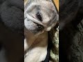 １日の終わりにマッサージされる犬。 short動画 パグ