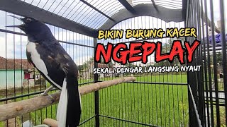 Suara Burung Kacer Bikin Lawan Emosi Gacor, Pancingan Kacer Agar Cepat Emosi Gacor