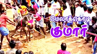 Mr_Aruvi | மேலக்கொடி குமார் | மூலக்காடு மஞ்சுவிரட்டு | பெரும் பொங்கல் | 14/01/2022