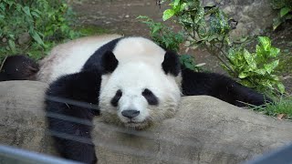 [4K] 可愛い寝のシャオシャオ🐼レイモックでのんびりレイレイ🐼😀 / Ueno Pandas / 上野動物園パンダファミリー