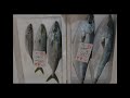 2025 1 16の若狭小浜の魚たち！　　ほんの少しの魚・・・つばす、生わかめ