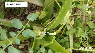 வீட்டு தோட்டத்தில் உள்ள மூலிகை. Home garden herbal's