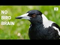 Magpies are even smarter than you think | The Secret Lives Of Our Urban Birds