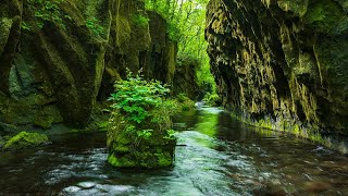 音風景　癒し　【睡眠・リラックス】新緑　樽前ガロー