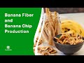 Banana Fiber and Banana Chip Production: From Banana Plant to Snacks