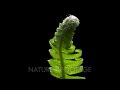 time lapse of western sword fern growing new branch unfolding track