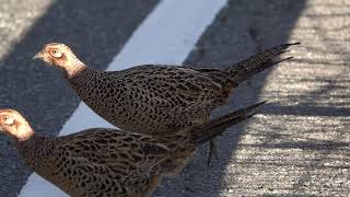 道路をゆっくり横断するキジ(Common Pheasant)♀2