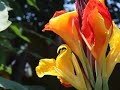 cleopatra canna bulbs