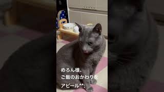 【ロシアンブルー】めろん、熱い眼差しで見つめてくる【猫】#shorts