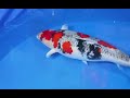 goshiki showa momotaro koi farm