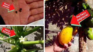 HOW TO GROW TROPICAL PAPAYA