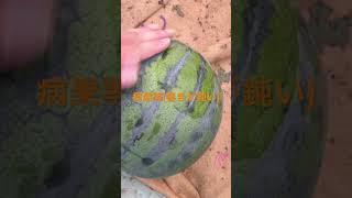 スイカ打音チェック 音の違いが分かりますか？👀🍉