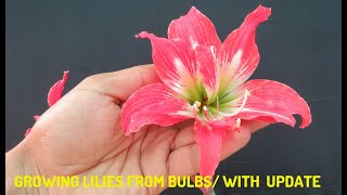 Lily/Growing lilies from bulbs with Update /How to Care Lilies