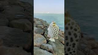 Spotted Scat ( നച്ചറ ) #stressrelief #fishing #baitfishing #2023#kuwait#morningvibes#relax #salmiya