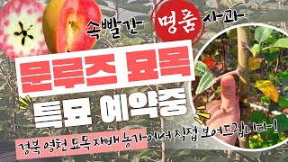 속빨간명품사과 문루즈특묘! 경북영천재배농가에서 직접보여드립니다. 2025년봄묘목 지금예약하세요