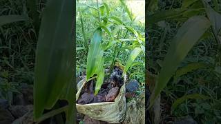 5 kg ഇഞ്ചി ഒരു മൂട്ടിൽ നിന്നും | #ginger #farming #krishi #inchi #shorts #youtubeshorts