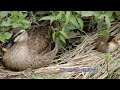 2021 カルガモ親子がやってきた♪ episode２　ひとりぼっちのカルガモ…母をたずねて　　spot billed ducks　family　2 months record