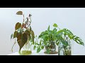 How to make a indoor plant in water at home  #indoorplants #home #inwater #nature #crafts