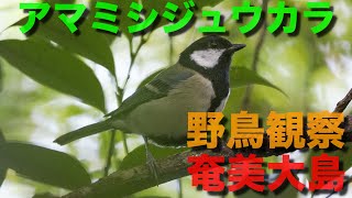 【野鳥観察】野鳥の宝庫、奄美大島でみるシジュウカラ