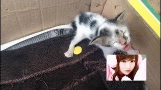 母親に捨てられ、鳴き止むことがなかった子猫。飼い主となった女性に母親の温もりを感じて・・・。【感動する話】