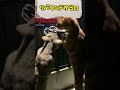 猫のスラムダンク shorts バスケ ダンク cat