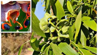 potash,Acacia auriculiformis, Earleaf Acacia, Auri,Golden Shower, australian babool, Akasmon