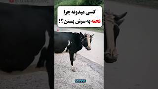 اینو میدونستی ؟!