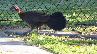 ヤブツカツクリ（１）　Australian Brush-turkey