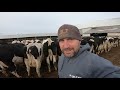 january thaw hauling manure feeding and moving cattle