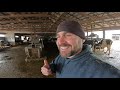 january thaw hauling manure feeding and moving cattle