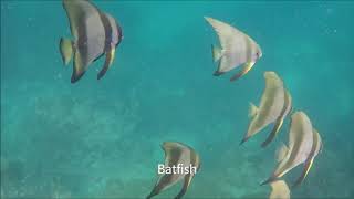 Wakatobi Underwater Part 1