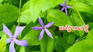 [꽃사랑82] 빈카(용산가족공원). 나무 그늘 아래서 잘 자라는 꽃 | Vinca major L