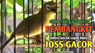 CIAK CIAK GACOR JOSS KECIAL KUNING GESIT || PEMBANGKIT EMOSI KECIAL CEPAT BUNYI JOSS GACOR