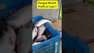 Pangus Fish farming Profit or Loss ?😱🔥|| Fish farming Busineess in India