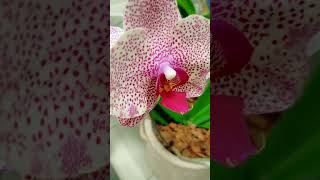 🏩🍄Fresh orchid flowers 🌺 almost 3moths still fresh🌷#trending #viral #shortvideo #shorts #short