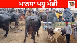 ਮਾਨਸਾ ਪਸ਼ੂ ਮੰਡੀ | Mansa Pashu Mandi | #dairyfarm #balkar 2025