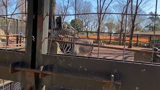 夢見ヶ崎動物公園 ハートマンヤマシマウマ